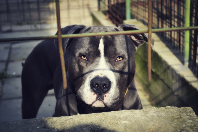 angry-pit-bull-attorney